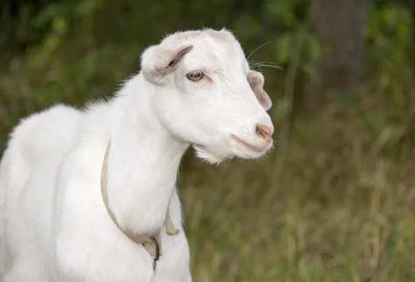 White goat grazes — Stock Photo, Image