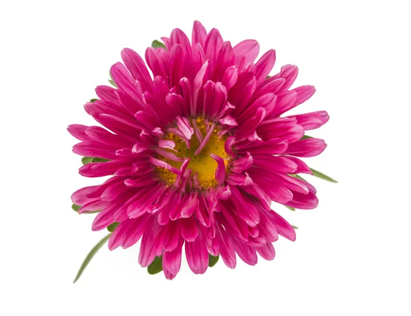 pembe aster izole