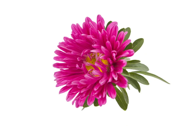 Pink aster isolated — Stock Photo, Image
