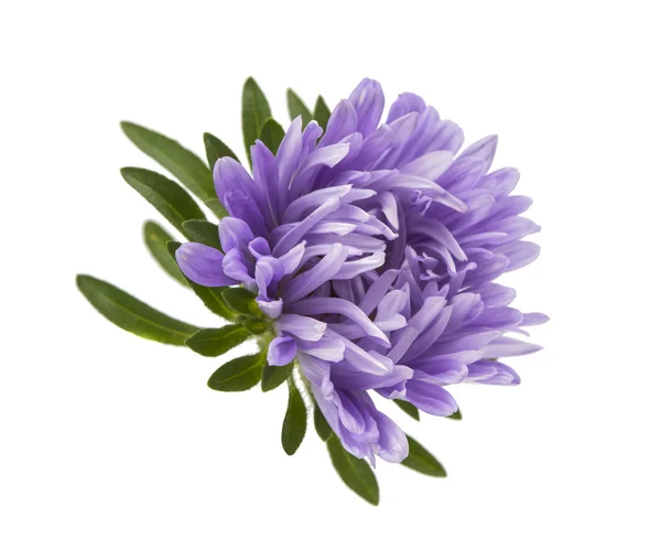 Aster flower — Stock Photo, Image