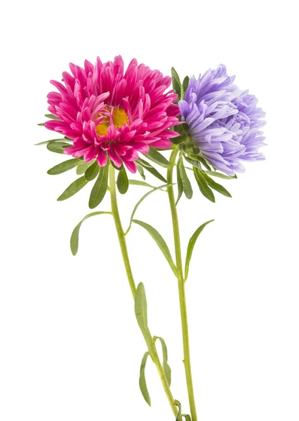 Aster isolated — Stock Photo, Image