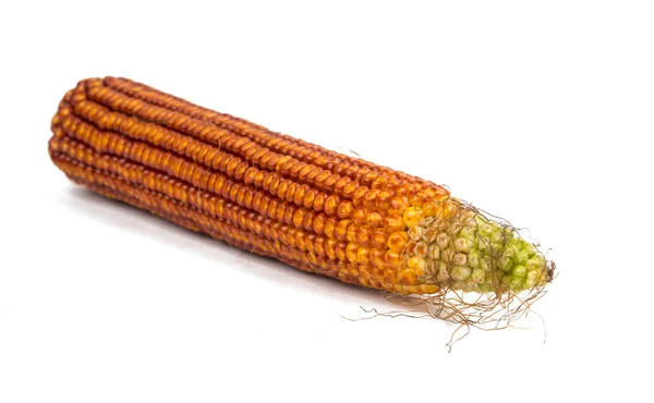 Corn isolated — Stock Photo, Image