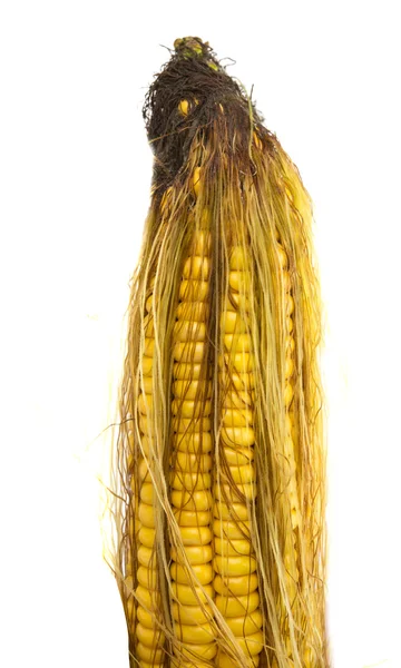 İzole edilmiş mısır — Stok fotoğraf