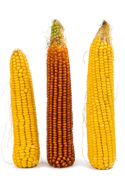 Corn isolated — Stock Photo, Image