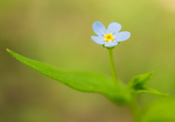 Το όμορφο μικρό μπλε λουλούδι — Φωτογραφία Αρχείου