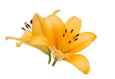 turuncu lily izole