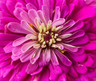 Zinnia makro