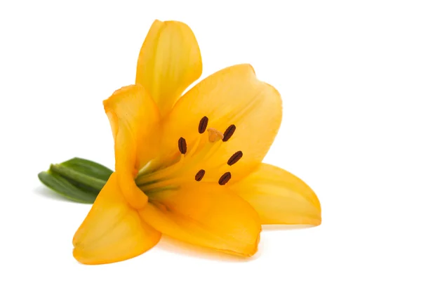 Orange lily isolated — Stock Photo, Image