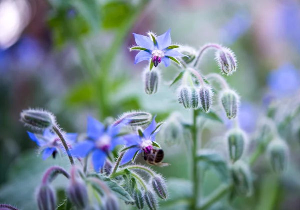 Borragem azul, flor estrela — Fotografia de Stock