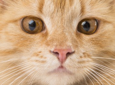 Kedi izole edildi.