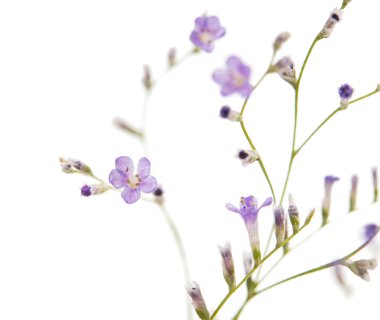 Küçük mor çiçekler