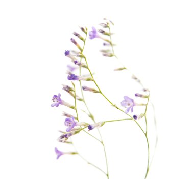 Küçük mor çiçekler