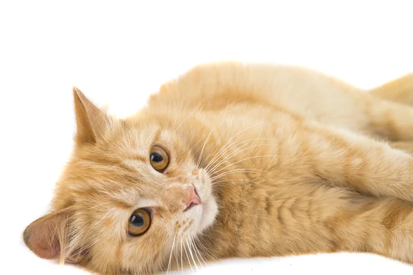 Geïsoleerd voor katten — Stockfoto