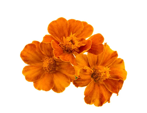 Marigold isolerade — Stockfoto