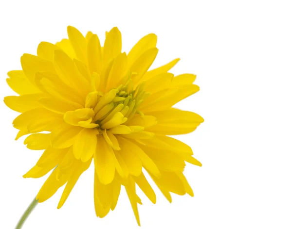 Crisantemo amarillo aislado —  Fotos de Stock