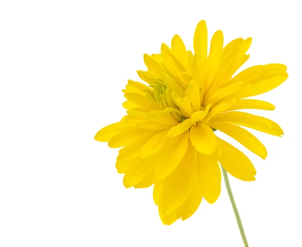 Žlutá chryzantéma, samostatný — Stock fotografie