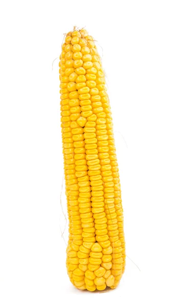 Corn isolated — Stock Photo, Image