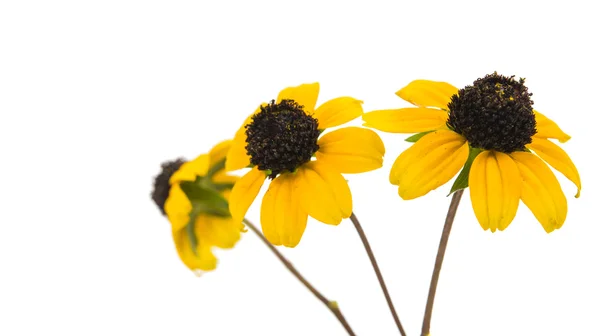 Flor amarilla — Foto de Stock