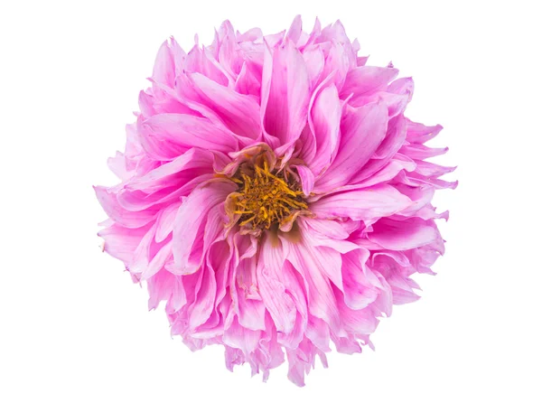 Розовая георгина — стоковое фото