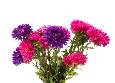 aster izole