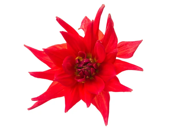 Fleur de dahlia rouge isolé — Photo