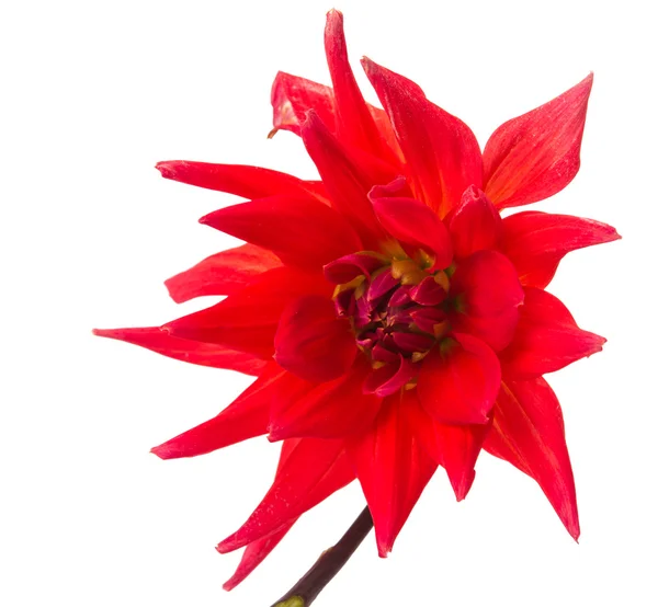 Fleur de dahlia rouge isolé — Photo