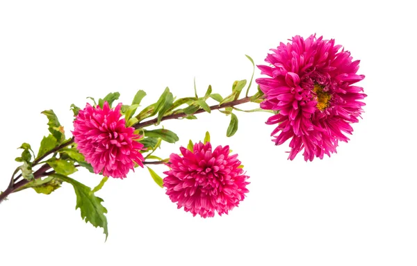 Aster isolerade — Stockfoto