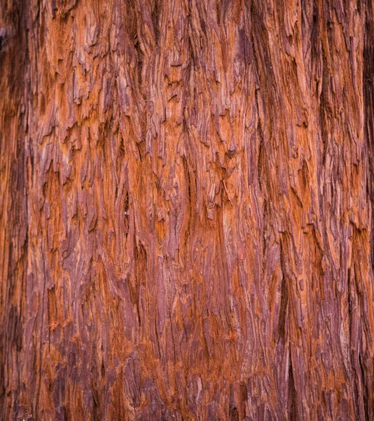 Textura da casca da árvore — Fotografia de Stock