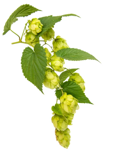 Hopfen isoliert — Stockfoto