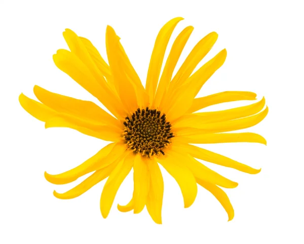 Yellow flower isolated — Stock Photo, Image