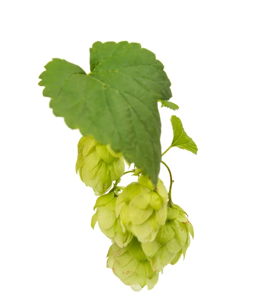 Hop isolerade — Stockfoto