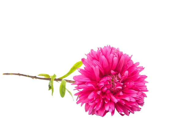 Aster isolerade — Stockfoto