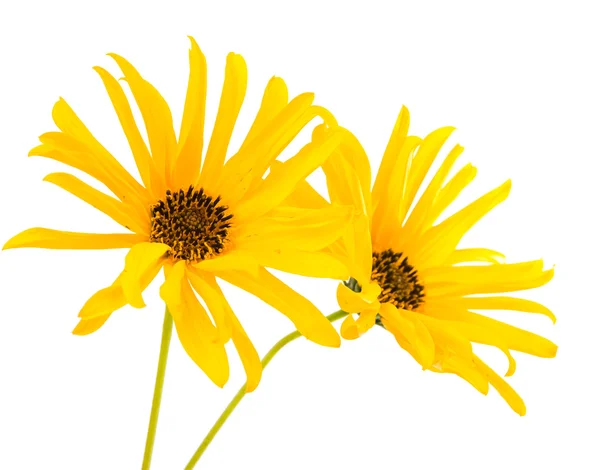 Fiore giallo isolato — Foto Stock