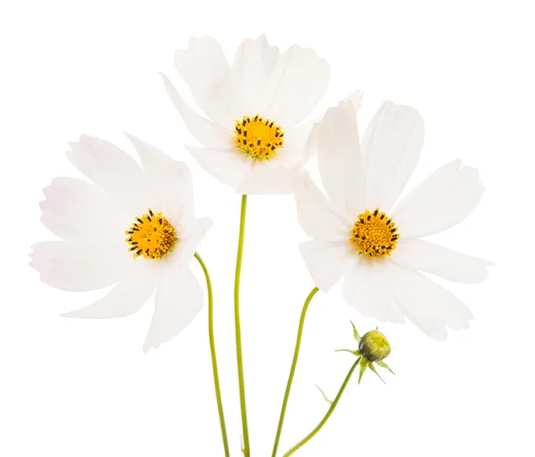 코스모스 꽃 절연 — 스톡 사진