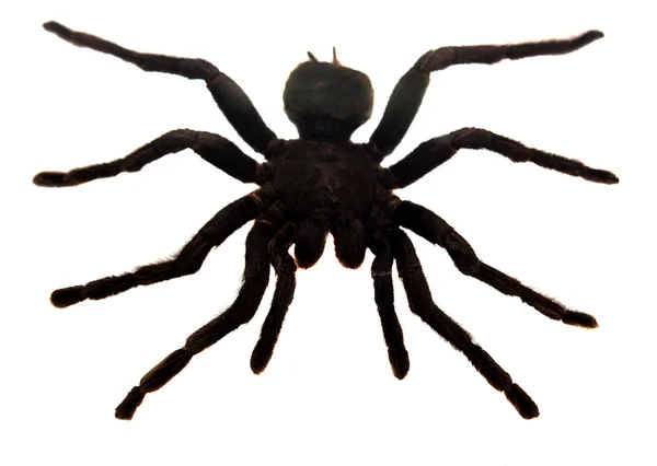 Паук-тарантул — стоковое фото