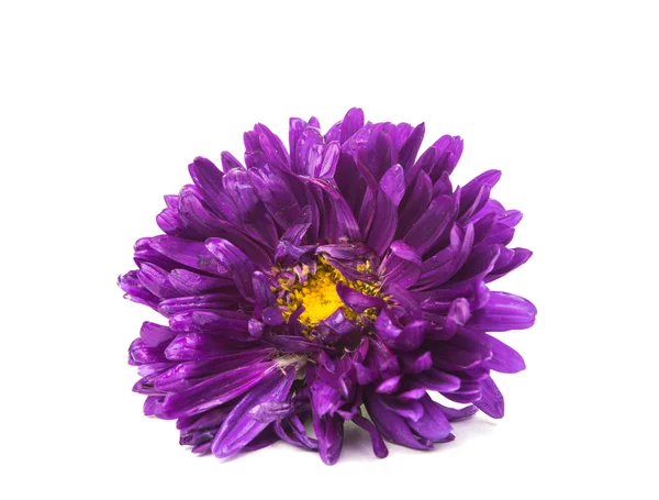 Purple aster na białym tle — Zdjęcie stockowe