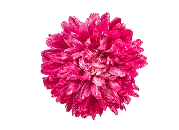 Różowy aster na białym tle — Zdjęcie stockowe