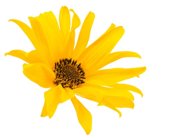 Yellow flower isolated — Stock Photo, Image