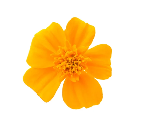 Bela flor de laranja Fotografias De Stock Royalty-Free