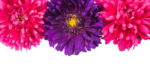 Aster isolated — Stock Photo, Image