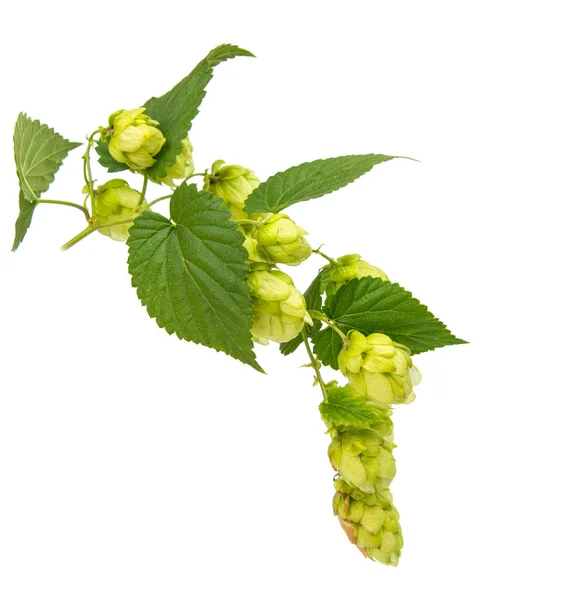 Hopfen isoliert — Stockfoto