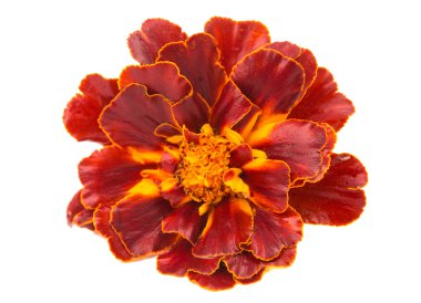 izole kadife çiçeği