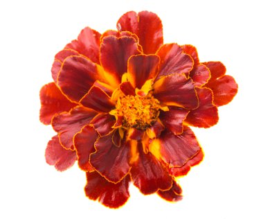 izole kadife çiçeği