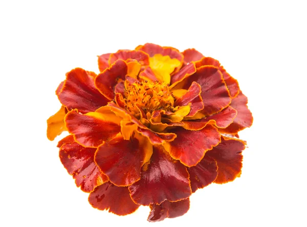 Izole kadife çiçeği — Stok fotoğraf