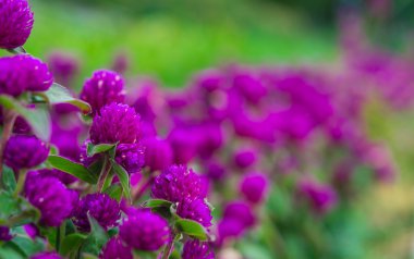 Eflatun çiçekler çok güzel