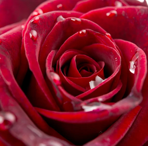 Hermosa rosa roja con gotas de cerca —  Fotos de Stock