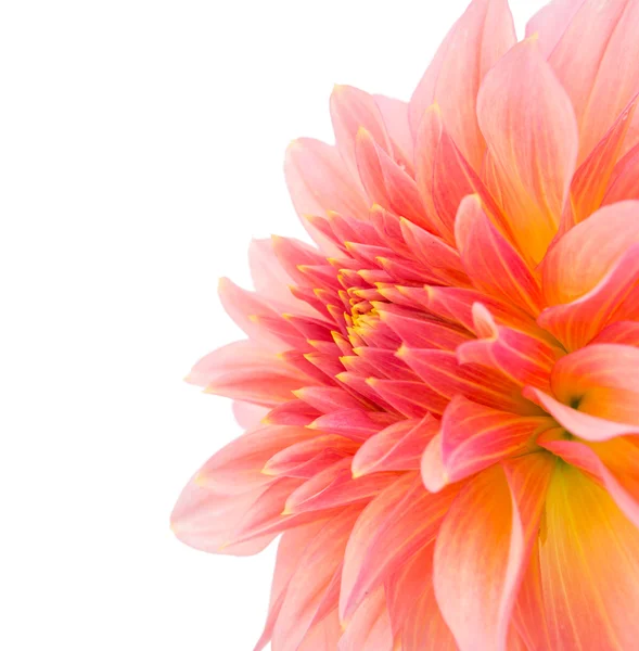 Isolert rosa dahlia – stockfoto