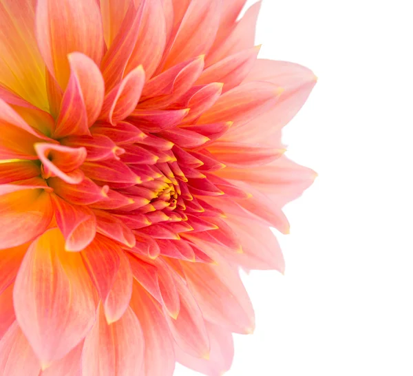 Isolert rosa dahlia – stockfoto