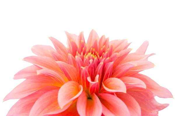 Pink dahlia isolated — Stock Photo, Image