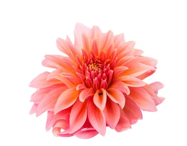 Dahlia rosa isolado — Fotografia de Stock